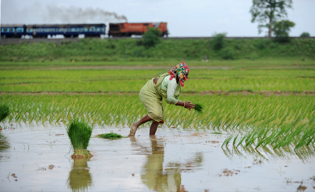 indian rice farmer getty